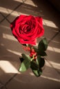 Close-up detail view of a beautiful red rose with green leafs Royalty Free Stock Photo