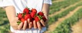 Close-up detail view farmers hand hold show offer ripe red fresh sweet big tasty strawberry against farm field rows