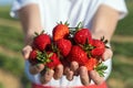 Close-up detail view farmers hand hold show offer ripe red fresh sweet big tasty strawberry against farm field rows