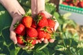 Close-up detail view farmers hand hold show offer ripe red fresh sweet big tasty strawberry against farm field rows