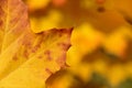 Close-up and detail view of a golden shining leaf in autumn against a bright background in the sun with space for text Royalty Free Stock Photo