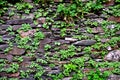 Close-up detail view of an old traditional stone wall built from schist in PiodÃÂ£o, made of shale rocks stack, one of Portugal's