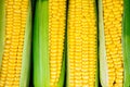 Close-up detail view of sweet yellow corn Royalty Free Stock Photo