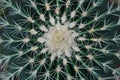 Close-up, detail view and texture of a green cactus from above, with many pointed spines Royalty Free Stock Photo