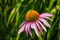 Close up detail view of a yellow cone flower with purple pedals on a background of green grass blades Royalty Free Stock Photo