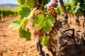 close-up detail of vine trunk and leaves in vineyard