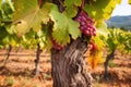 close-up detail of vine trunk and leaves in vineyard