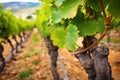 close-up detail of vine trunk and leaves in vineyard