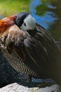 Whistling Duck