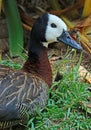 Whistling Duck