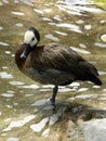 Whistling Duck