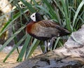 Whistling Duck