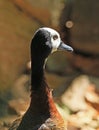 Whistling Duck