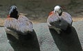 Whistling Ducks