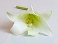 Close up detail of a white lily on a white background Royalty Free Stock Photo