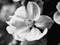 Grainy Black and White Photo of White Wild Flower