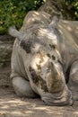 Close up detail of white Rhinoceros head Royalty Free Stock Photo