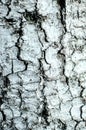 Close-up detail of whitewashed tree trunk. Royalty Free Stock Photo