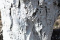 Close-up detail of whitewashed tree trunk. Texture background Royalty Free Stock Photo