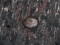 Worn nail in a piece of dark, splintered wood.