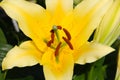 Close up detail of a yellow Asiatic lily Royalty Free Stock Photo