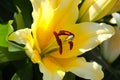 Close up detail of a yellow Asiatic lily Royalty Free Stock Photo