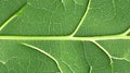 Close Up Detailed Green Leaf Texture with Visible Royalty Free Stock Photo