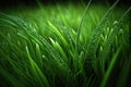 Close up detailed illustration of overgrown grass on the lawn Royalty Free Stock Photo