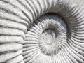 Close up detailed image of ammonite fossil texture