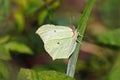 Common Brimstone Butterfly - Gonepteryx rhamni basking in the sun.