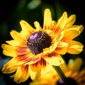 Close up a vibrant golden yellow Black Eyed Susan Flower