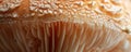 Close-up of detailed mushroom gills