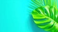 Close-up of a detailed palm leaf on a vibrant green backdrop. Royalty Free Stock Photo