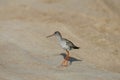 Close-up and detailed photo of the common redshank or simply redshank Tringa totanus