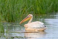 Close up and detailed photo a white pelicans floats in a water Royalty Free Stock Photo