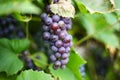 Close up detailed photography of grapes hanging in tree