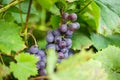 Close up detailed photography of grapes hanging in tree