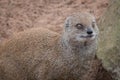 Close up detailed portrait of an alert mongoose