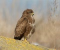 Close up detailed portrait of common buzzard