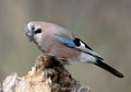 Close-up and detailed portrait of a Eurasian jay Royalty Free Stock Photo