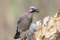 Close-up and detailed portrait of a Eurasian jay with a corn in beak Royalty Free Stock Photo