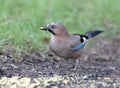 Close-up and detailed portrait of a Eurasian jay sitting on a ground Royalty Free Stock Photo