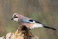 Close-up and detailed portrait of a Eurasian jay sitting on a log Royalty Free Stock Photo