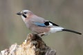 Close-up and detailed portrait of a Eurasian jay sitting on a log Royalty Free Stock Photo