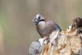 Close-up and detailed portrait of a Eurasian jay Royalty Free Stock Photo