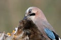 Close-up and detailed portrait of a Eurasian jay Royalty Free Stock Photo