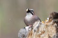 Close-up and detailed portrait of a Eurasian jay sitting on a log Royalty Free Stock Photo