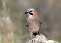 Close-up and detailed portrait of a Eurasian jay sitting on a stone Royalty Free Stock Photo