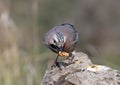 Close-up and detailed portrait of a Eurasian jay sitting on a stone with a walnut in beak Royalty Free Stock Photo