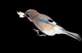 Close up and detailed portrait of jumping eurasian jay with a fat in beak isolated on black background Royalty Free Stock Photo